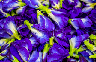 Why Butterfly Pea is a Skincare Superfood