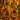 Calendula