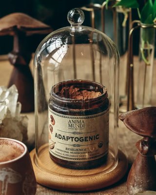 ADAPTOGENIC POWDER • Mushroom Superfood