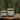 The Vaquera - Frankincense Infused Organic Whipped Tallow Moisturizer