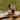 The Wild Rose - Organic Rose Face Oil